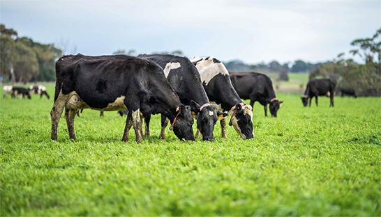 Empowering a livestock leader with online growth in Germany
